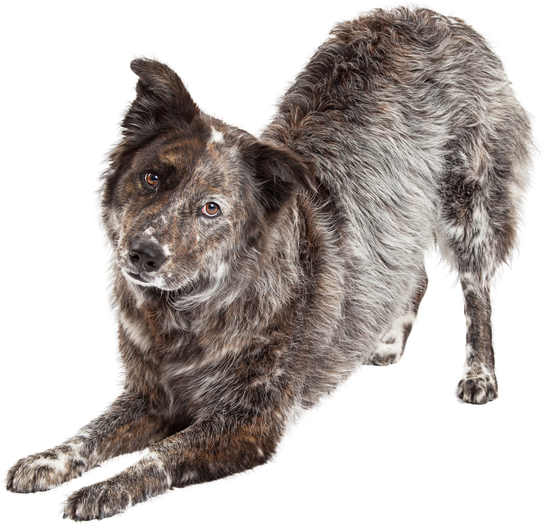 Australian Shepherd Mix Breed Dog Bowing - Extracted